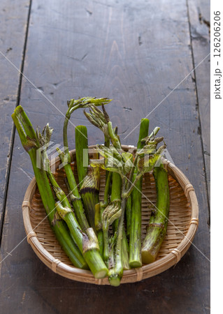 春の山菜　ウド 126206206