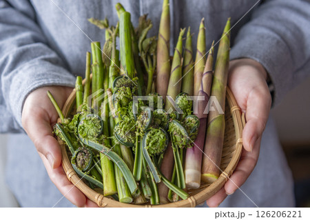 手に持った春の山菜（ウド、たけのこ、こごみ） 126206221