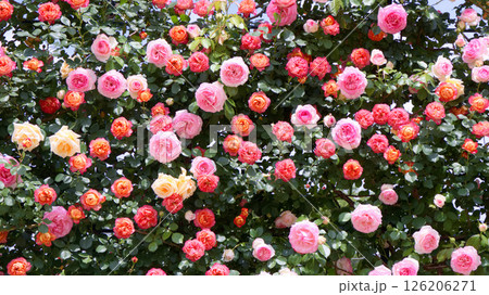 あしかがフラワーパークのバラ（レディヒリンドン．ソレイユロマンティカ．ピエールドゥロンサール） 126206271