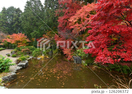 善峯寺の真っ赤な紅葉の庭園 善峯寺の真っ赤な紅葉の庭園 126206372