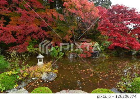 善峯寺の真っ赤な紅葉の庭園 善峯寺の真っ赤な紅葉の庭園 126206374