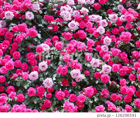 あしかがフラワーパークのバラ（うらら．ブルームーン） 126206591