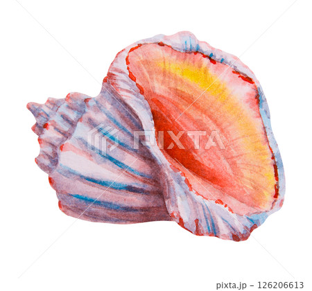 Seashell with orange and yellow interior. Watercolor hand drawn illustration of marine mollusk shell. Ideal for beach themes, ocean decor, travel design, aquarium art and tropical postcards. Seashell with orange and yellow interior. Watercolor hand drawn illustration of marine mollusk shell. Ideal for beach themes, ocean decor, travel design, aquarium art and tropical postcards. 126206613