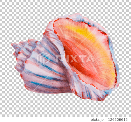 Seashell with orange and yellow interior. Watercolor hand drawn illustration of marine mollusk shell. Ideal for beach themes, ocean decor, travel design, aquarium art and tropical postcards. Seashell with orange and yellow interior. Watercolor hand drawn illustration of marine mollusk shell. Ideal for beach themes, ocean decor, travel design, aquarium art and tropical postcards. 126206613