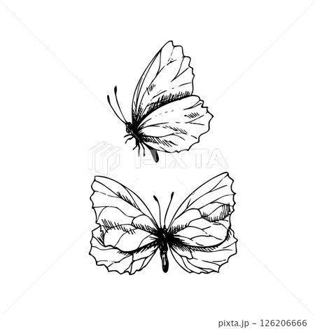 Butterflies are delicate, side and top view. Graphic line art hand drawn ink black and white illustration vector clip art. Set of separate elements isolated Butterflies are delicate, side and top view. Graphic line art hand drawn ink black and white illustration vector clip art. Set of separate elements isolated 126206666