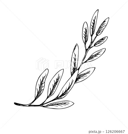 A branch of leaves, decorative for decorating floral bouquets and compositions. Graphic line art hand drawn ink black and white illustration vector clip art. A separate element isolated A branch of leaves, decorative for decorating floral bouquets and compositions. Graphic line art hand drawn ink black and white illustration vector clip art. A separate element isolated 126206667
