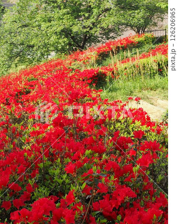 静岡県 真っ赤なキリシマツツジ 4月 静岡県 真っ赤なキリシマツツジ 4月 126206965