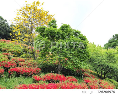 静岡県　新緑とキリシマツツジ　4月 126206970