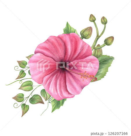 Pink hibiscus, green vine, and orchid buds bouquet watercolor illustration isolated background. Tropical mallow flowers for botanical prints, wedding stationery, wall decor, birthday greeting card Pink hibiscus, green vine, and orchid buds bouquet watercolor illustration isolated background. Tropical mallow flowers for botanical prints, wedding stationery, wall decor, birthday greeting card 126207166