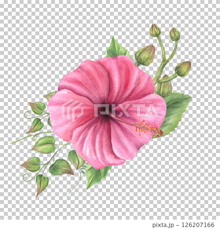 Pink hibiscus, green vine, and orchid buds bouquet watercolor illustration isolated background. Tropical mallow flowers for botanical prints, wedding stationery, wall decor, birthday greeting card Pink hibiscus, green vine, and orchid buds bouquet watercolor illustration isolated background. Tropical mallow flowers for botanical prints, wedding stationery, wall decor, birthday greeting card 126207166