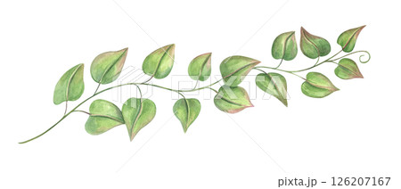 Delicate single vine branch with green leaves watercolor illustration isolated background. Climbing plant or bindweed. Floral element for botanical themes, wedding invitations, poster, label 126207167