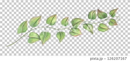 Delicate single vine branch with green leaves watercolor illustration isolated background. Climbing plant or bindweed. Floral element for botanical themes, wedding invitations, poster, label 126207167