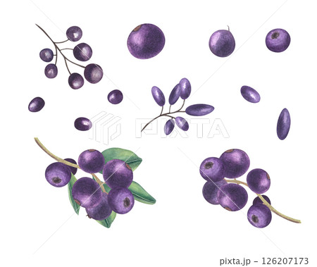 Watercolor dark blue purple berries set illustration isolated background. Wild and garden blueberries, elderberries, blackberries clip art. For organic product packaging, herbal medicine labels 126207173