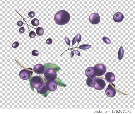 Watercolor dark blue purple berries set illustration isolated background. Wild and garden blueberries, elderberries, blackberries clip art. For organic product packaging, herbal medicine labels 126207173