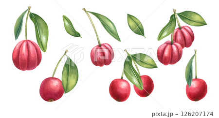 Acerola berries and cherries on branch with green leaves watercolor illustration set isolated background. Exotic tropical fruits clip art. For health food packaging, vitamin supplement design Acerola berries and cherries on branch with green leaves watercolor illustration set isolated background. Exotic tropical fruits clip art. For health food packaging, vitamin supplement design 126207174