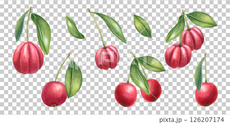 Acerola berries and cherries on branch with green leaves watercolor illustration set isolated background. Exotic tropical fruits clip art. For health food packaging, vitamin supplement design Acerola berries and cherries on branch with green leaves watercolor illustration set isolated background. Exotic tropical fruits clip art. For health food packaging, vitamin supplement design 126207174
