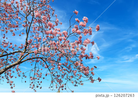 河津桜(上関) 河津桜(上関) 126207263