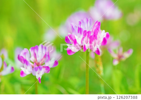 家の周りの草花 四季の色々 田植え前の水田を美しいレンゲの小さな花が紫に埋め尽くしています 家の周りの草花 四季の色々 田植え前の水田を美しいレンゲの小さな花が紫に埋め尽くしています 126207388