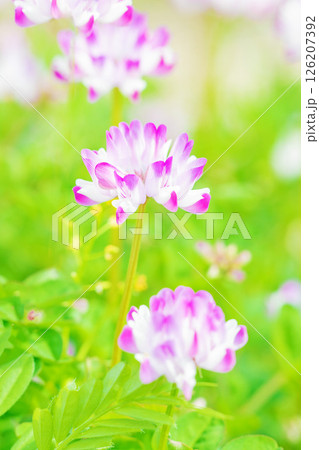 家の周りの草花 四季の色々 田植え前の水田を美しいレンゲの小さな花が紫に埋め尽くしています 家の周りの草花 四季の色々 田植え前の水田を美しいレンゲの小さな花が紫に埋め尽くしています 126207392