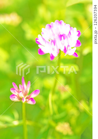 家の周りの草花 四季の色々 田植え前の水田を美しいレンゲの小さな花が紫に埋め尽くしています 家の周りの草花 四季の色々 田植え前の水田を美しいレンゲの小さな花が紫に埋め尽くしています 126207394