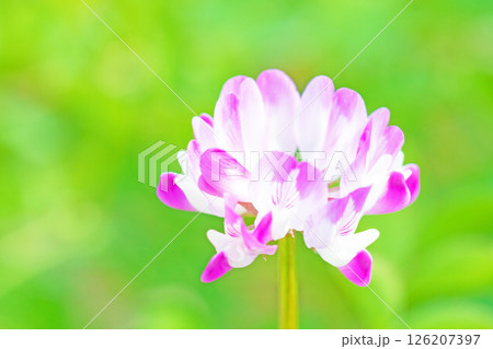 家の周りの草花 四季の色々 田植え前の水田を美しいレンゲの小さな花が紫に埋め尽くしています 家の周りの草花 四季の色々 田植え前の水田を美しいレンゲの小さな花が紫に埋め尽くしています 126207397