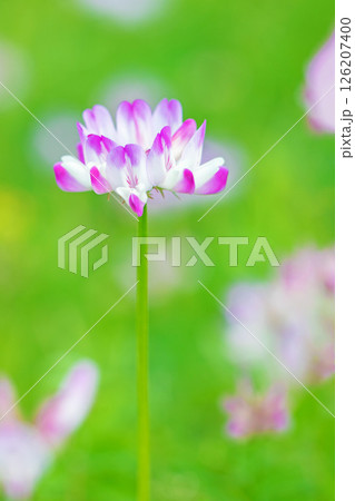 家の周りの草花　四季の色々　田植え前の水田を美しいレンゲの小さな花が紫に埋め尽くしています 126207400