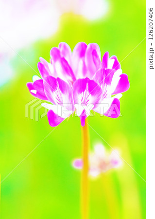 家の周りの草花　四季の色々　田植え前の水田を美しいレンゲの小さな花が紫に埋め尽くしています 126207406