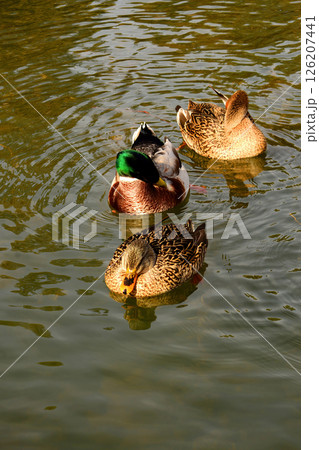 Mallard Ducks Swimming 126207441