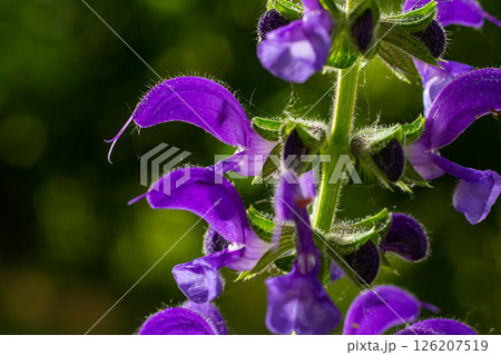 Salvia pratensis, the meadow clary or meadow sage, is a species of flowering plant in the family Lamiaceae, native to Europe, western Asia and northern Africa 126207519