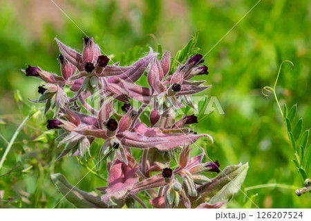 Flowers and leaves of the monkswort Nonea pulla, from Europe 126207524