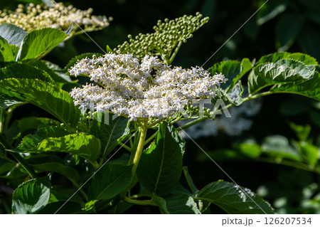 Flower buds and flowers of the Black Elder in spring, Sambucus nigra 126207534