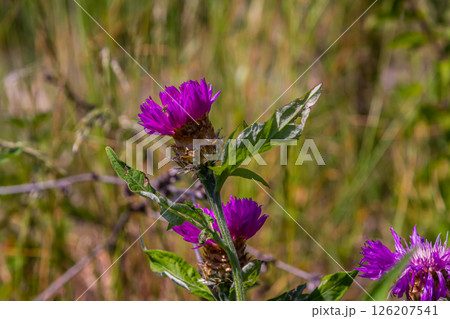 Psephellus whitened Psephellus dealbatus in garden. Bumblebee on flowers 126207541