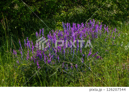 Vetch, vicia cracca valuable honey plant, fodder, and medicinal plant. Fragile purple flowers background. Woolly or Fodder Vetch blossom in spring garden Vetch, vicia cracca valuable honey plant, fodder, and medicinal plant. Fragile purple flowers background. Woolly or Fodder Vetch blossom in spring garden 126207544