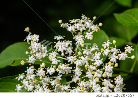 Flower buds and flowers of the Black Elder in spring, Sambucus nigra Flower buds and flowers of the Black Elder in spring, Sambucus nigra 126207557