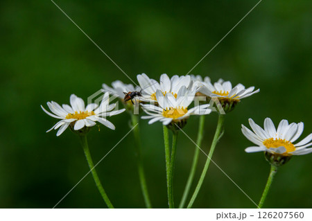 In the spring in the wild in the woods blooms tansy shields Tanacetum corymbosum 126207560