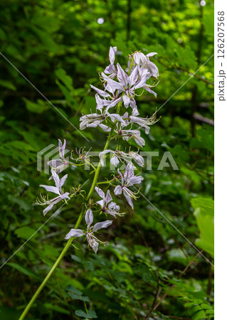 Detail on a beautiful Dictamnus albus in white and pink blooming 126207568