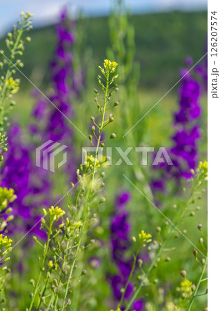 Camelina microcarpa, Brassicaceae. Wild plant shot in spring 126207574