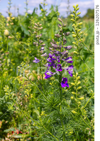 Delphinium grandiflorum blue butterfly flowers on blurred background 126207576