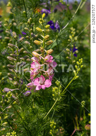 Pink and purple Delphinium Larkspur flowering plant in flower field, the Ranunculaceae family 126207577