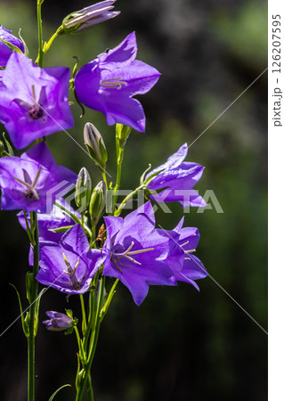 Photo of Campanula latifolia flower, broad-leaved bellflower, urple, botany forest meadow, spring flowering plant forest, nature macro photo Photo of Campanula latifolia flower, broad-leaved bellflower, urple, botany forest meadow, spring flowering plant forest, nature macro photo 126207595