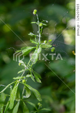 Seed and leaves of the galium aparine or stickybud plant Seed and leaves of the galium aparine or stickybud plant 126207603