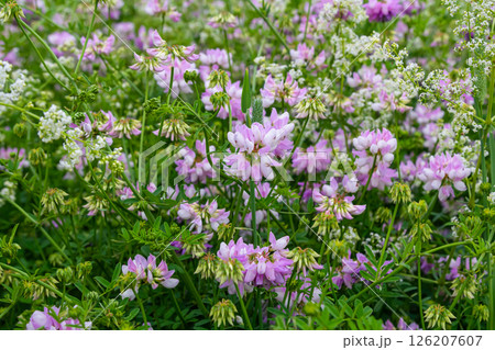 the flowers of Securigera varia - crownvetch, purple crown vetch 126207607