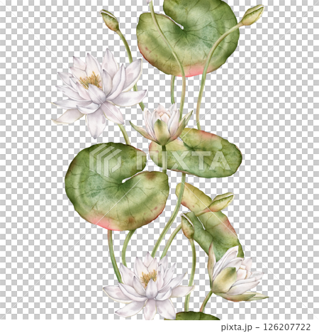 Seamless verticalborder or banner with watercolor white water lilies and green leaves. Hand-drawn illustration on white background. Elegant floral design for textiles, wrapping paper, or borders. 126207722