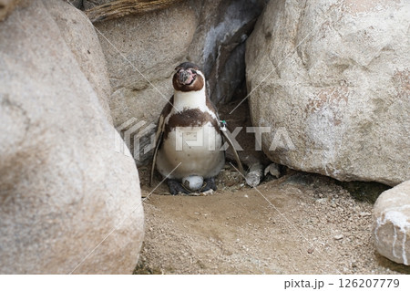 岩の上で休むペンギン 岩の上で休むペンギン 126207779