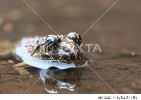 ヌマガエルのアップ 126207798