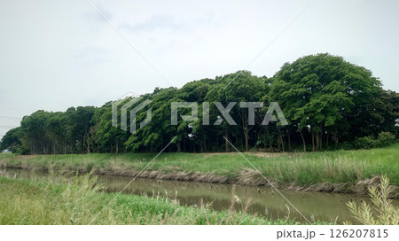 木々 自然の風景 126207815