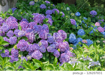 紫陽花が咲き誇る初夏の庭園風景 紫陽花が咲き誇る初夏の庭園風景 126207831