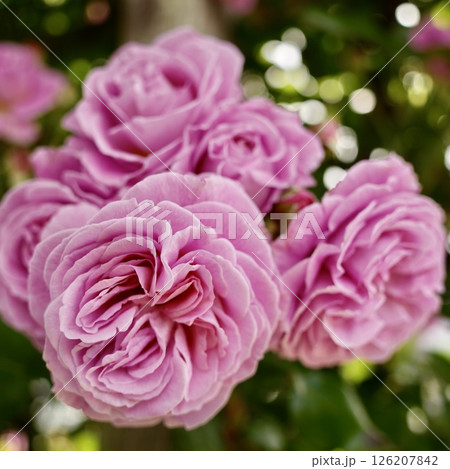 ピンクの綺麗な薔薇　たくさん　クローズアップ 126207842