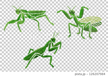 簡單的螳螂向量圖 簡單的螳螂向量圖 126207984