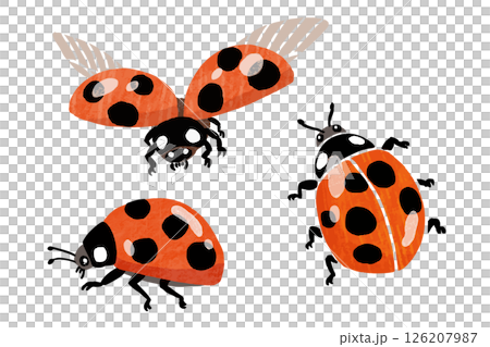 シンプルなテントウムシのベクターイラスト 126207987